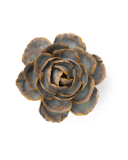 Chive Ceramic Flower muddy blue English Rose