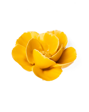 Chive Ceramic Flower Burnt yellow Poppy