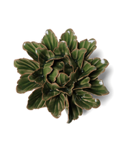 Chive Ceramic Flower Avocado Green Sorbet Peony