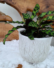 Raised Leaf Pot
