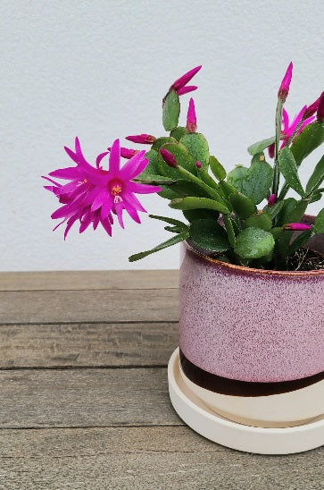 Spring Cactus in 3 inch pot