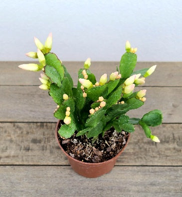 Spring Cactus in 3 inch pot