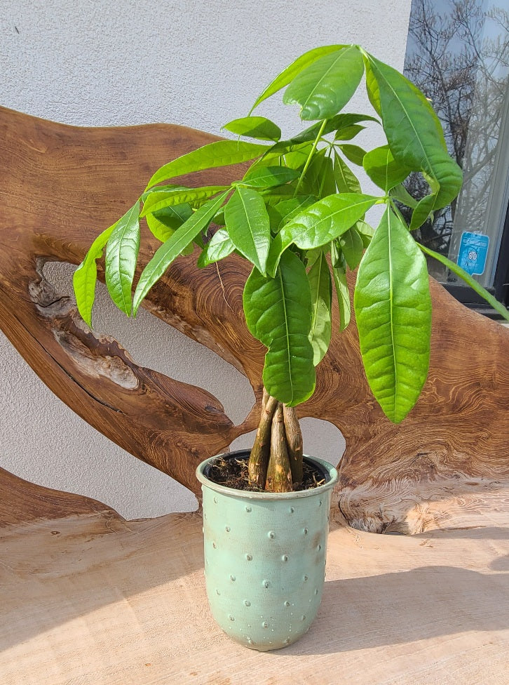 Money Plant - in growers pot