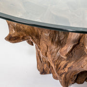 Large Teak Root with 48" glass